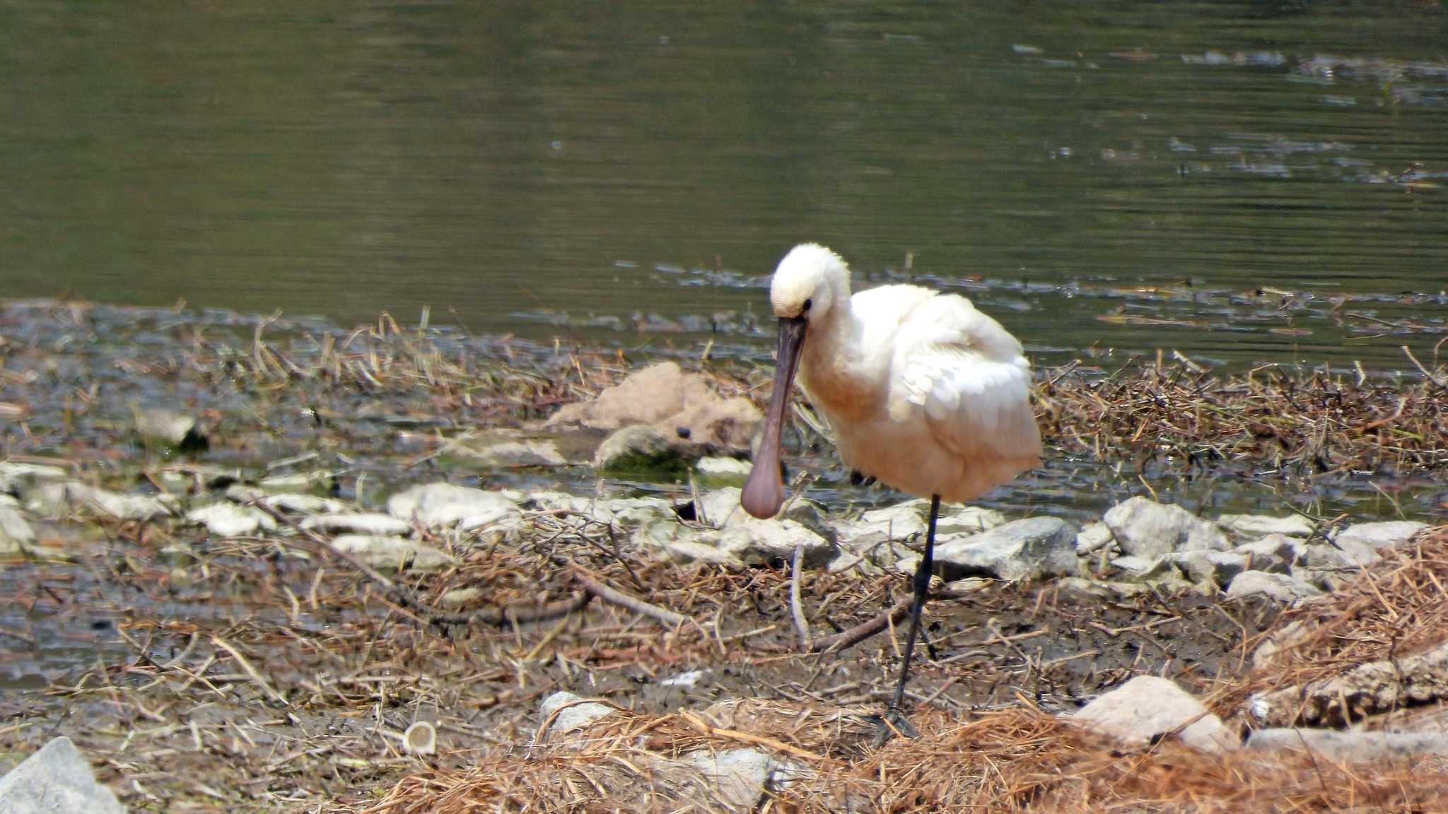 昆陽池公園 ヘラサギの写真