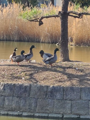 マガモ 市場池公園 2022年3月16日(水)