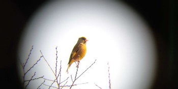 カワラヒワ 対馬 2022年3月8日(火)