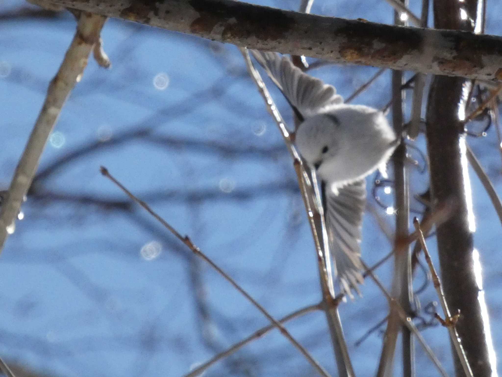 真駒内公園 シマエナガの写真