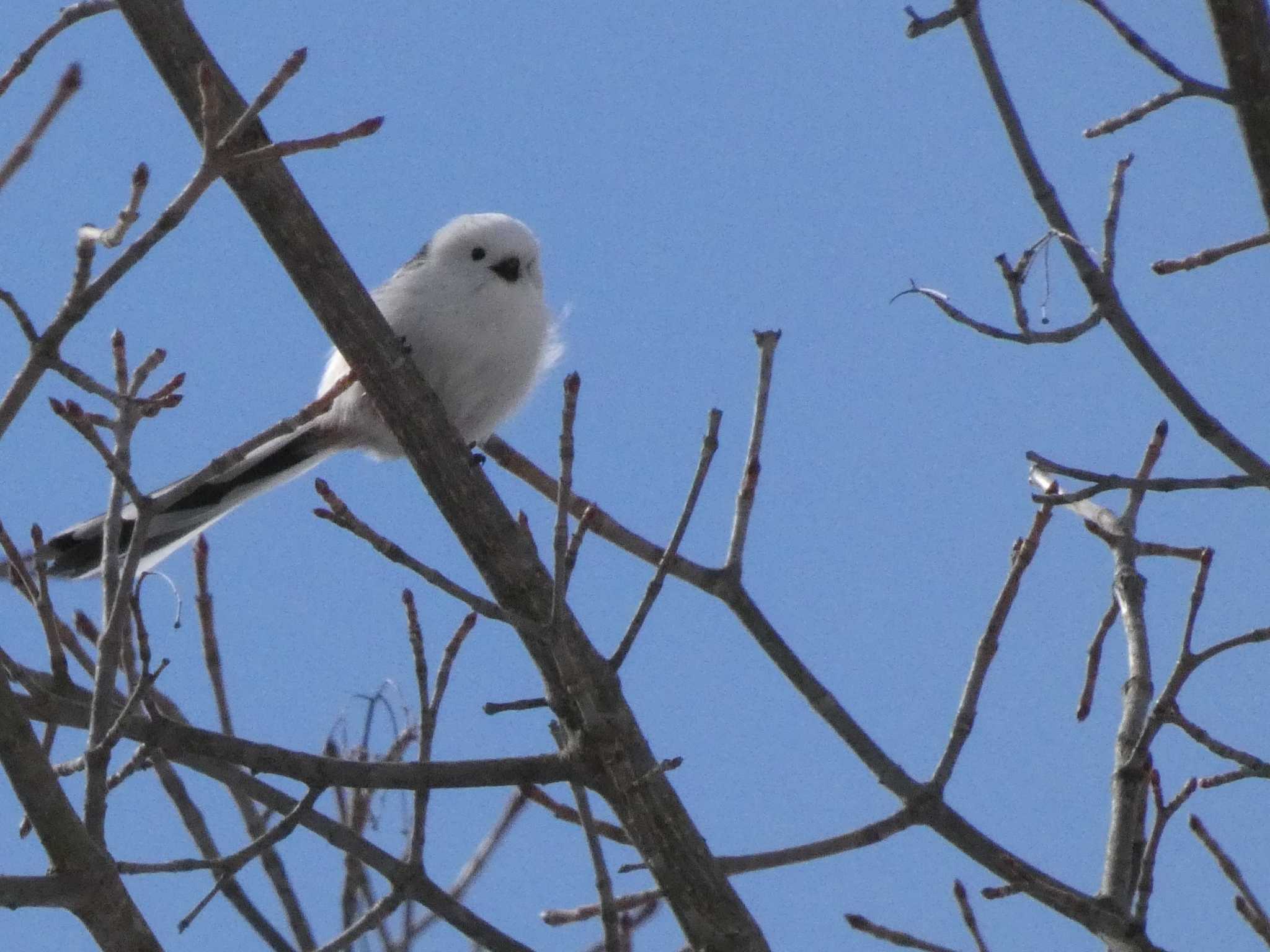 真駒内公園 シマエナガの写真