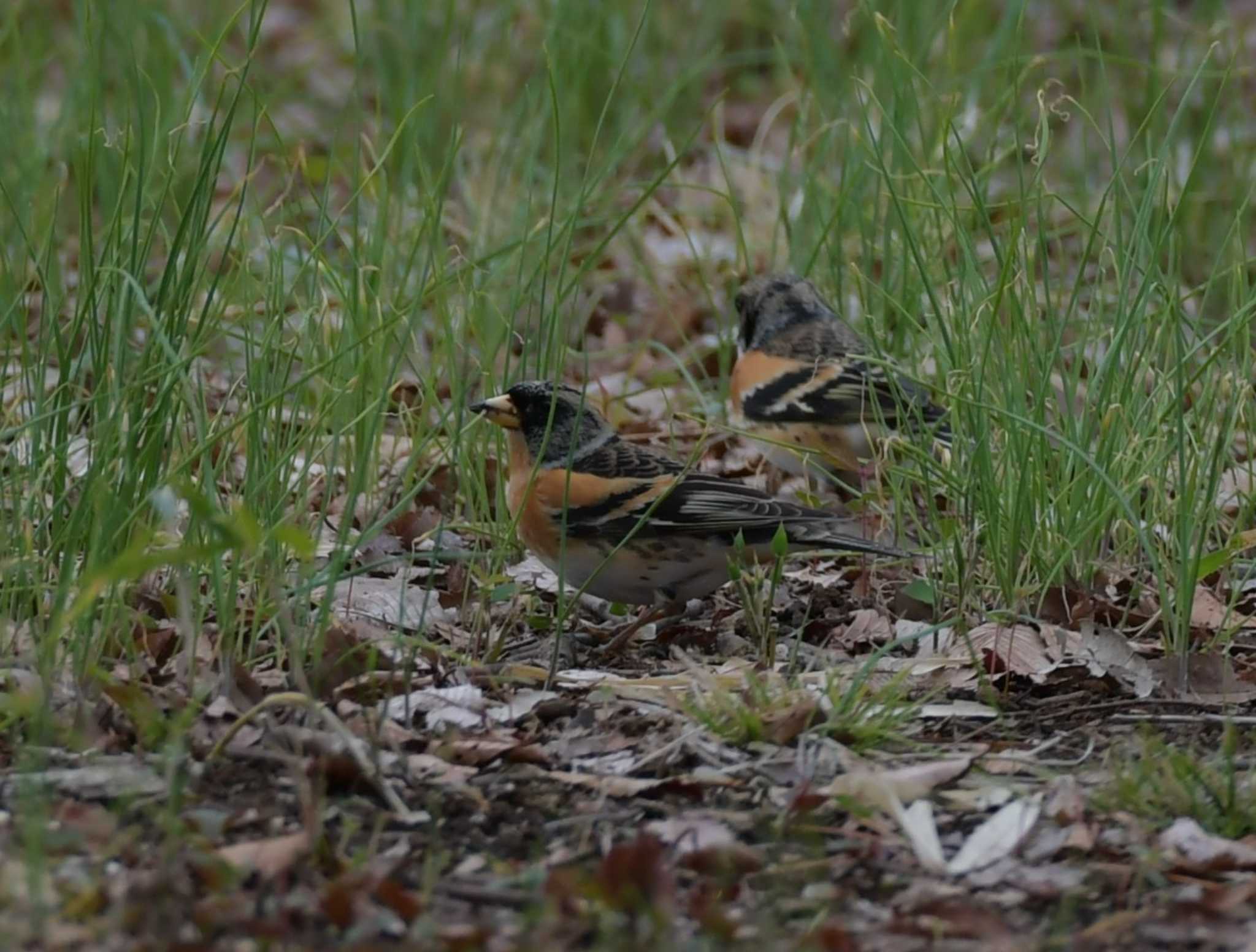 Photo of Brambling at 東京都世田谷区 by kazuyuki