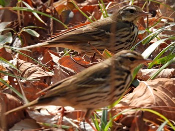 Olive-backed Pipit 河川環境楽園 Thu, 3/24/2022