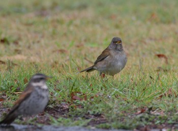 Pale Thrush 東京都世田谷区 Tue, 3/22/2022