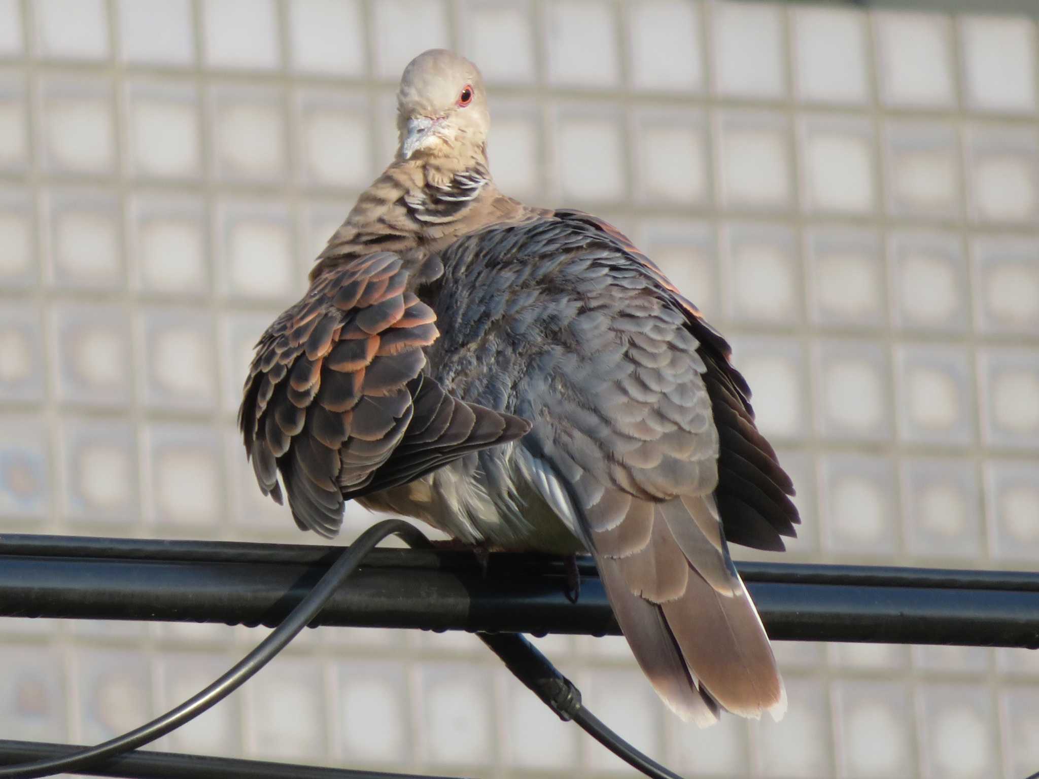 Photo of Rock Dove at 夙川河川敷緑地(夙川公園) by Tsubasa Abu