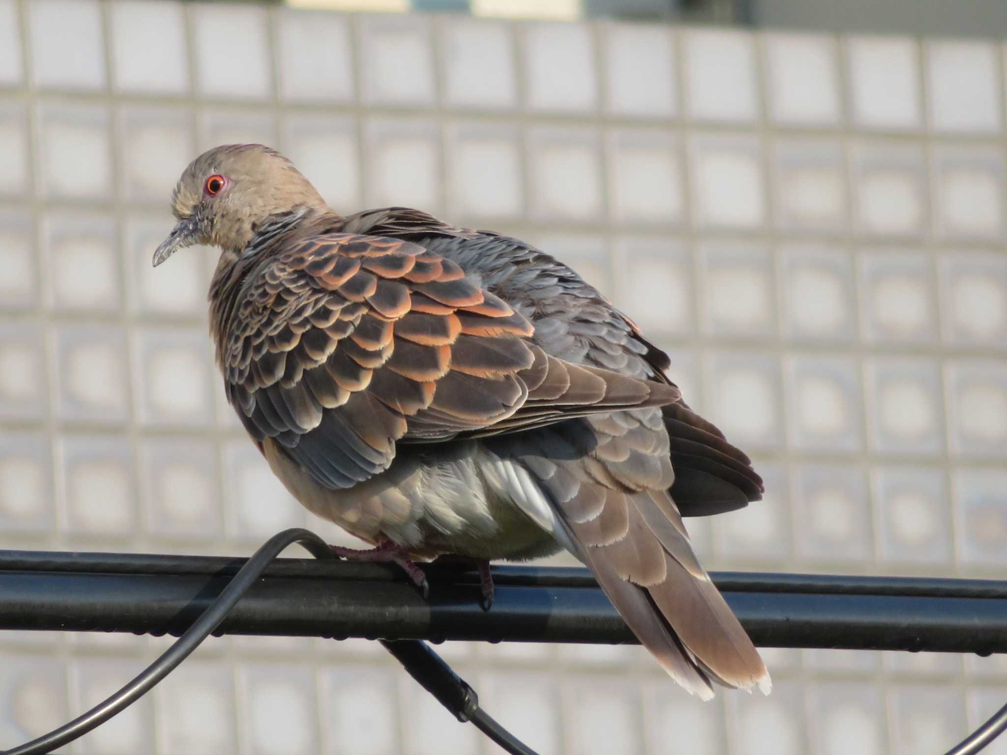 Rock Dove