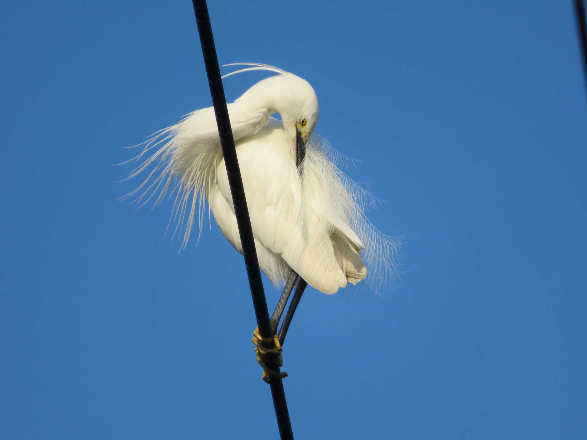 Little Egret