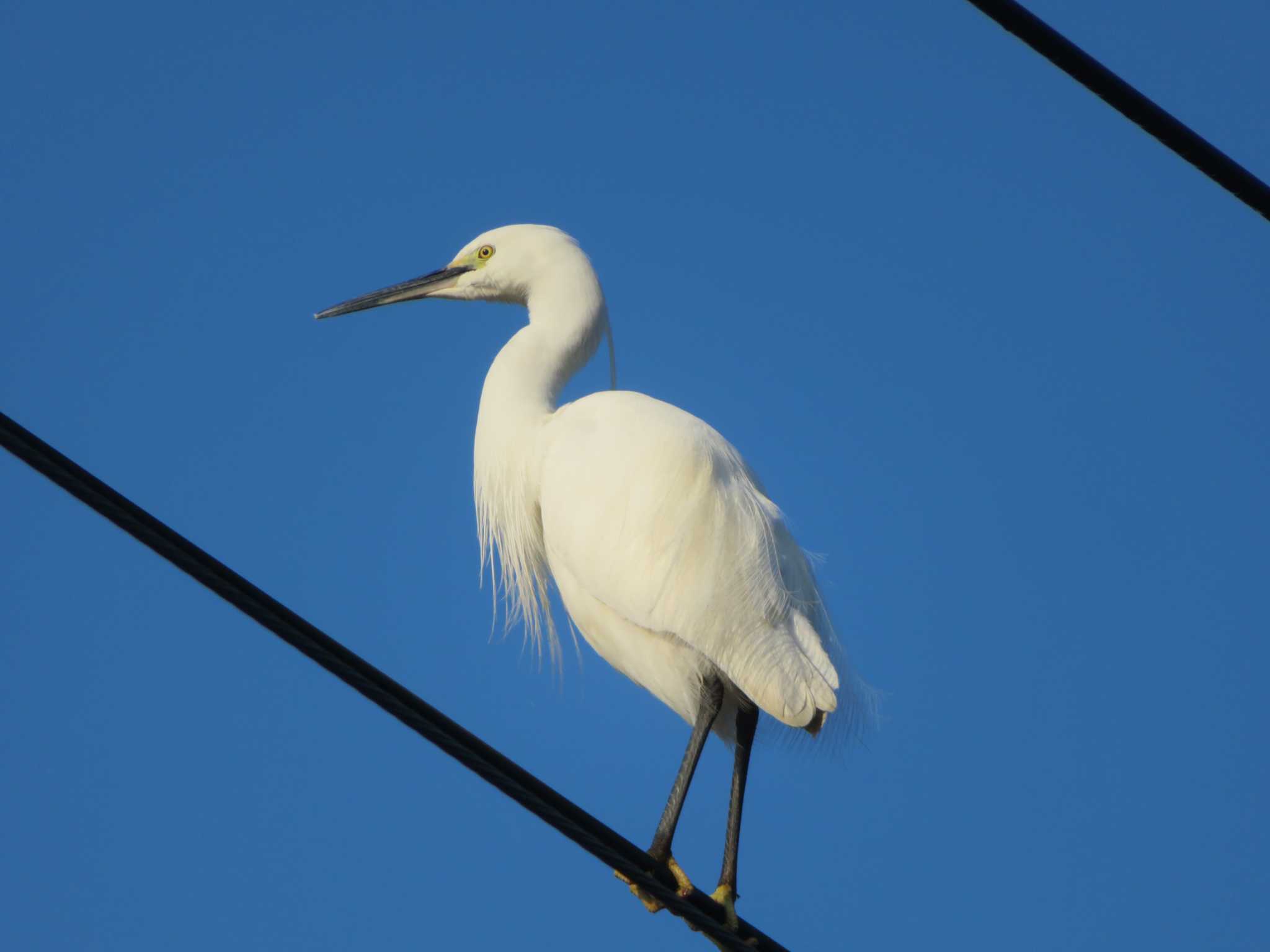 Photo of Little Egret at 夙川河川敷緑地(夙川公園) by Tsubasa Abu