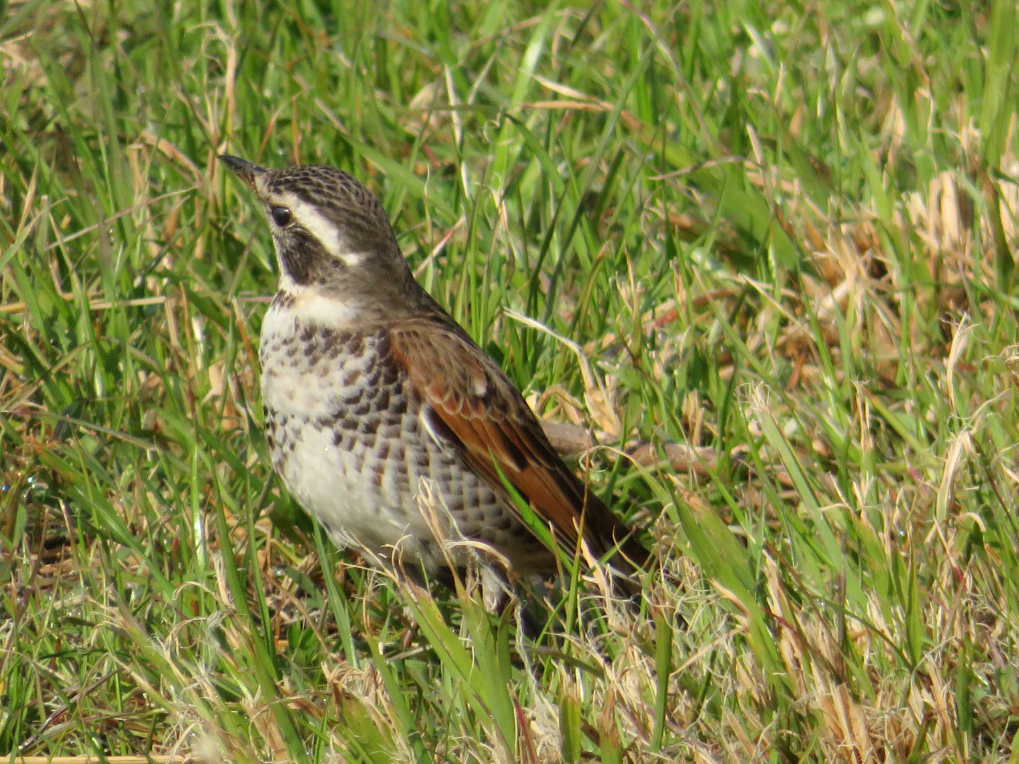 Photo of Dusky Thrush at 夙川河川敷緑地(夙川公園) by Tsubasa Abu