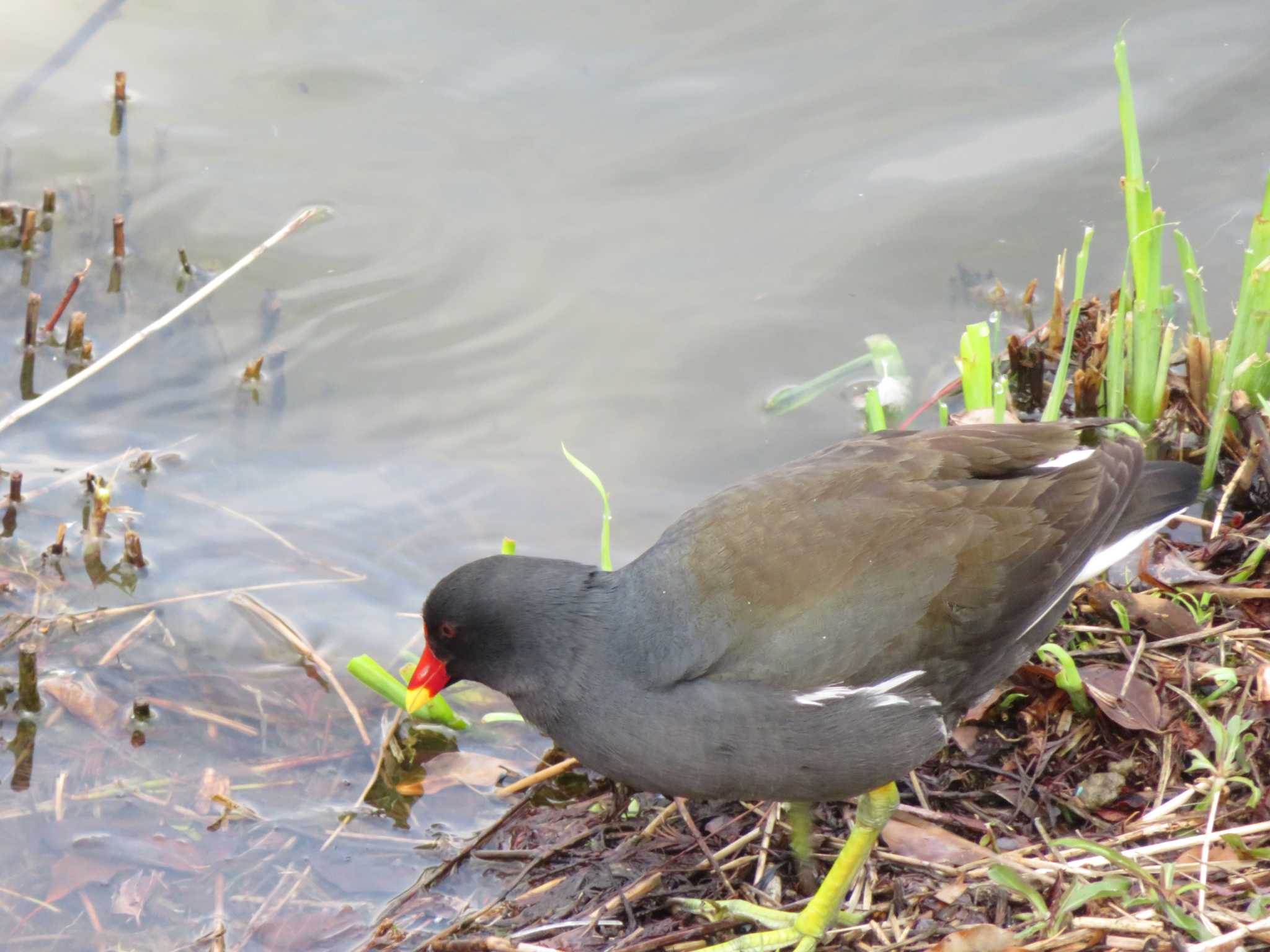 Common Moorhen