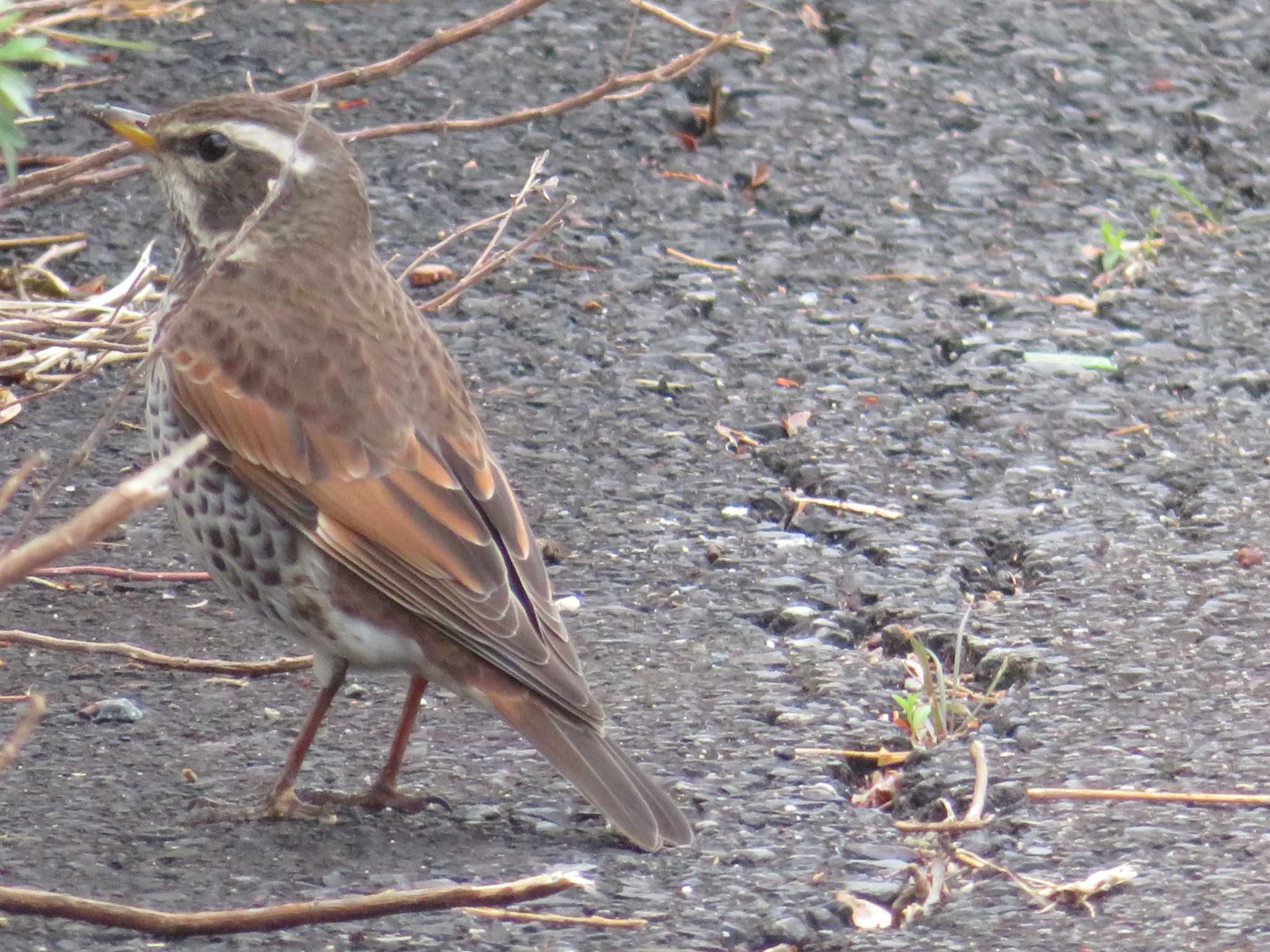 Dusky Thrush