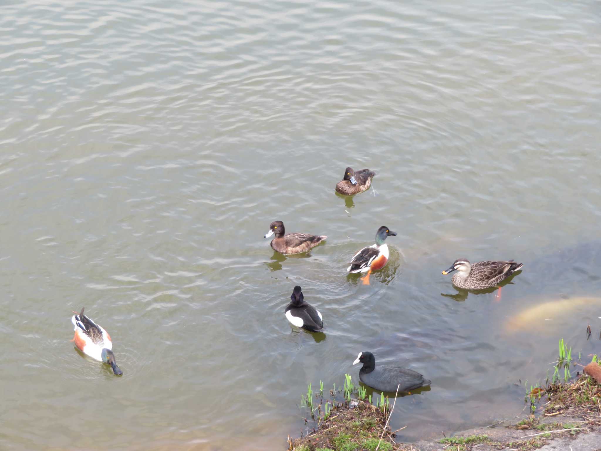 Eurasian Coot