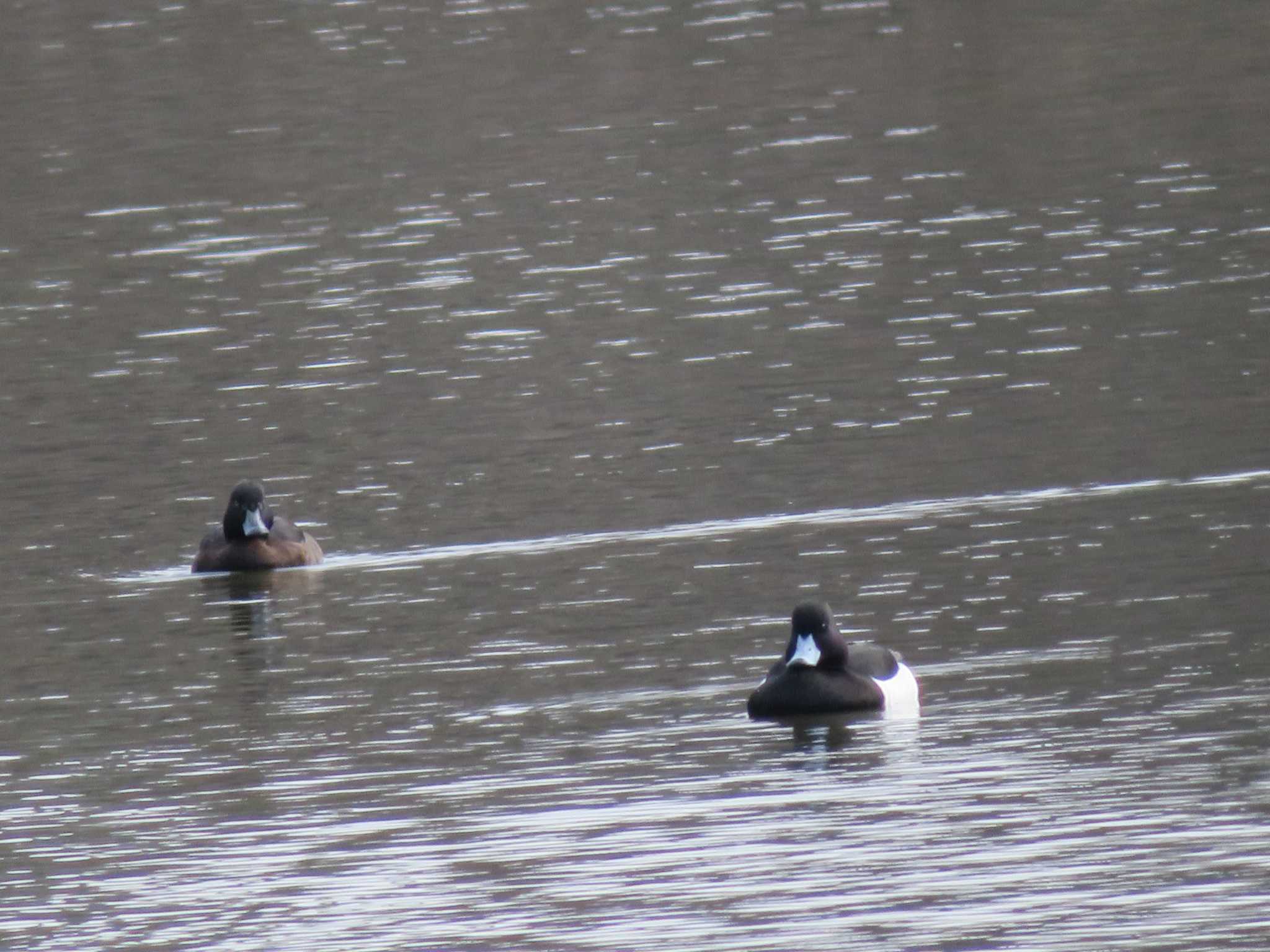 Photo of Tufted Duck at 西宮市 大池 by Tsubasa Abu
