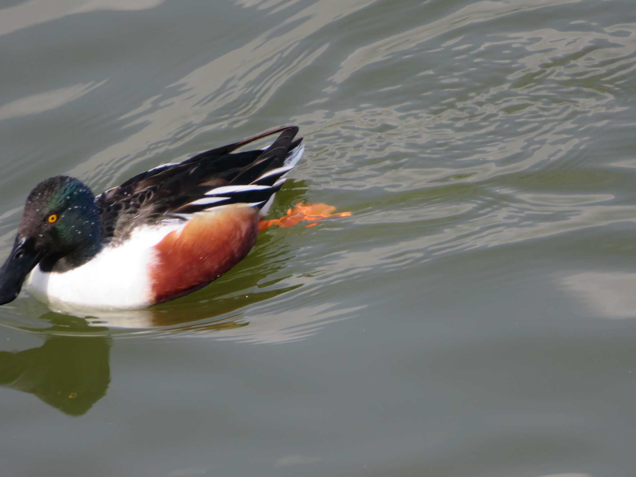 Photo of Northern Shoveler at 西宮市 大池 by Tsubasa Abu