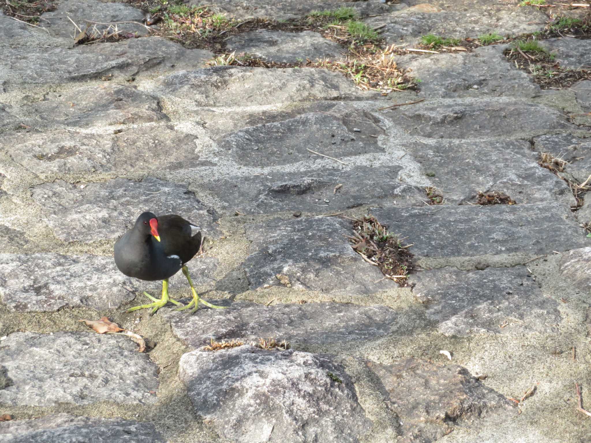 Common Moorhen