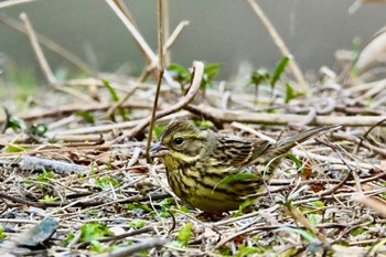 Masked Bunting 静岡県 鶴ヶ池(磐田市) Sun, 1/23/2022