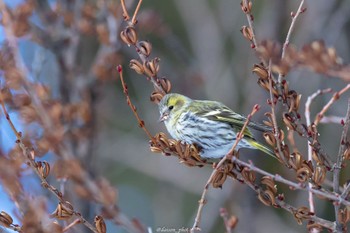 マヒワ 真駒内公園 2022年3月6日(日)