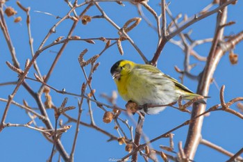 マヒワ 真駒内公園 2022年3月6日(日)