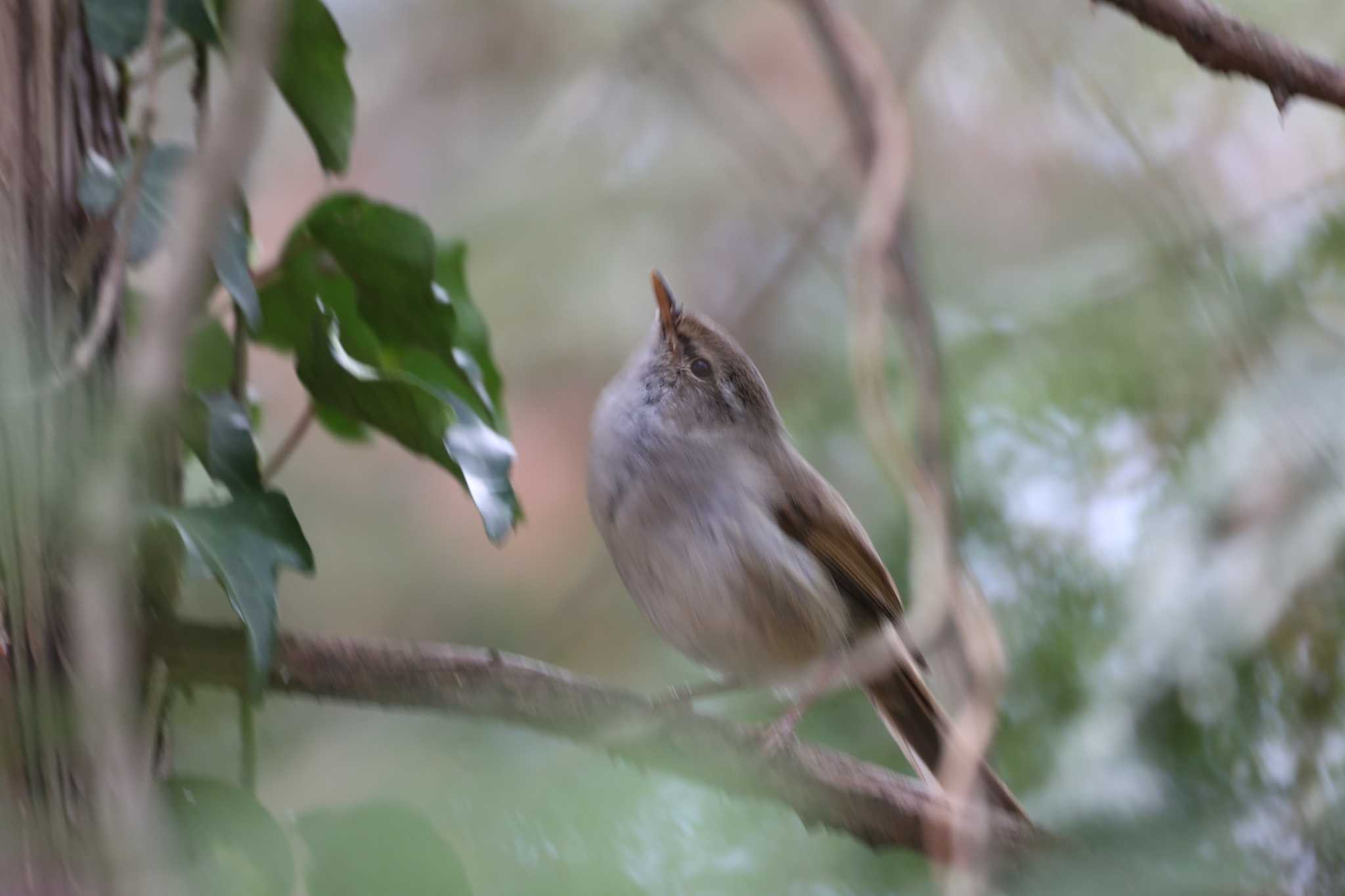 馬見丘陵公園 ウグイスの写真 by トビトチヌ