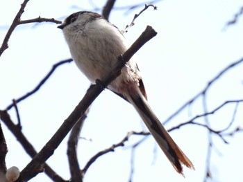 Long-tailed Tit 河川環境楽園 Thu, 3/24/2022