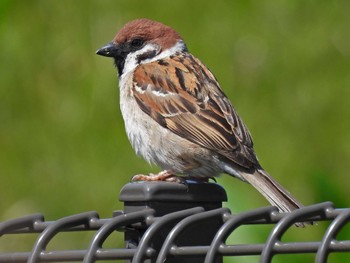 Eurasian Tree Sparrow 河川環境楽園 Thu, 3/24/2022