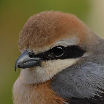 Bull-headed Shrike Unknown Spots Thu, 3/24/2022