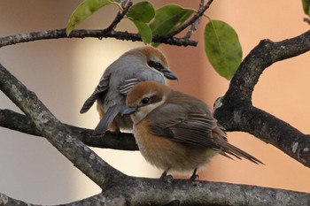 Bull-headed Shrike 八王子市 Thu, 3/24/2022