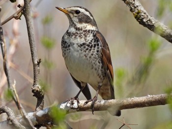 Dusky Thrush 河川環境楽園 Thu, 3/24/2022