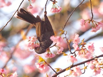 ヒヨドリ 武蔵野公園 2022年3月20日(日)