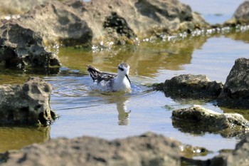 Red-necked Phalarope 米須海岸 Tue, 10/24/2017