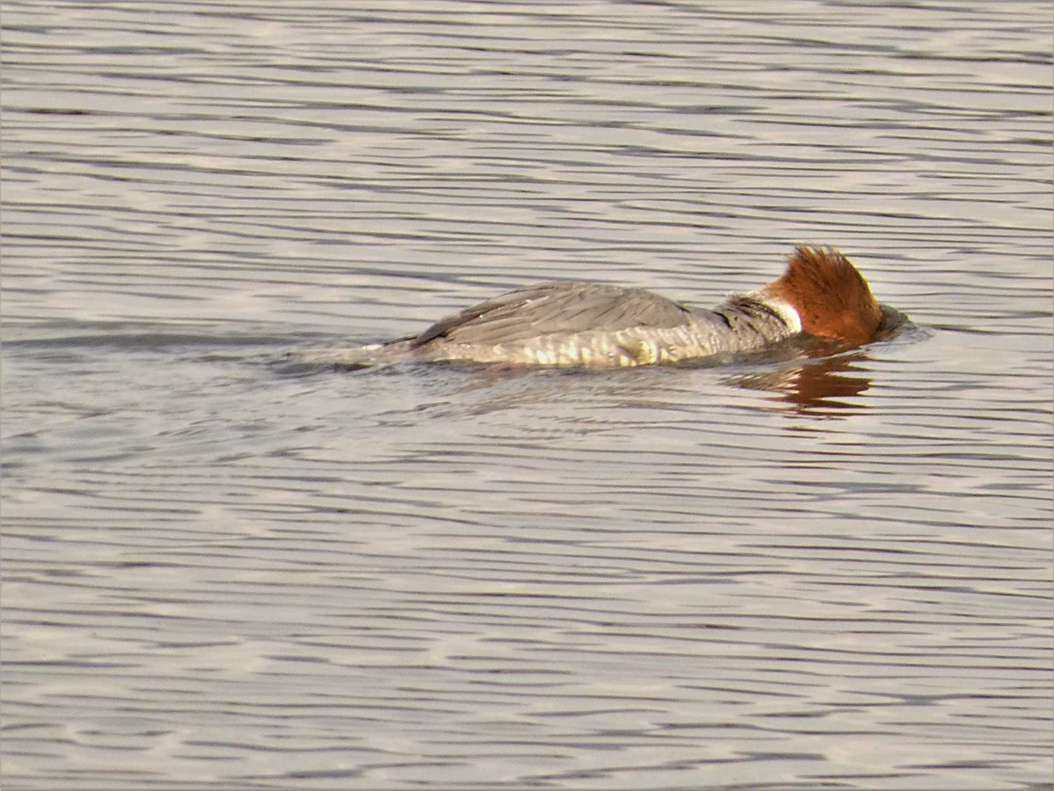 Photo of Common Merganser at 酒匂川河口 by koshi