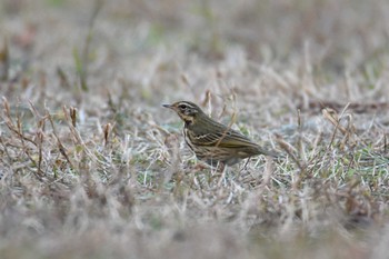 Olive-backed Pipit 和歌山城公園 Tue, 12/28/2021