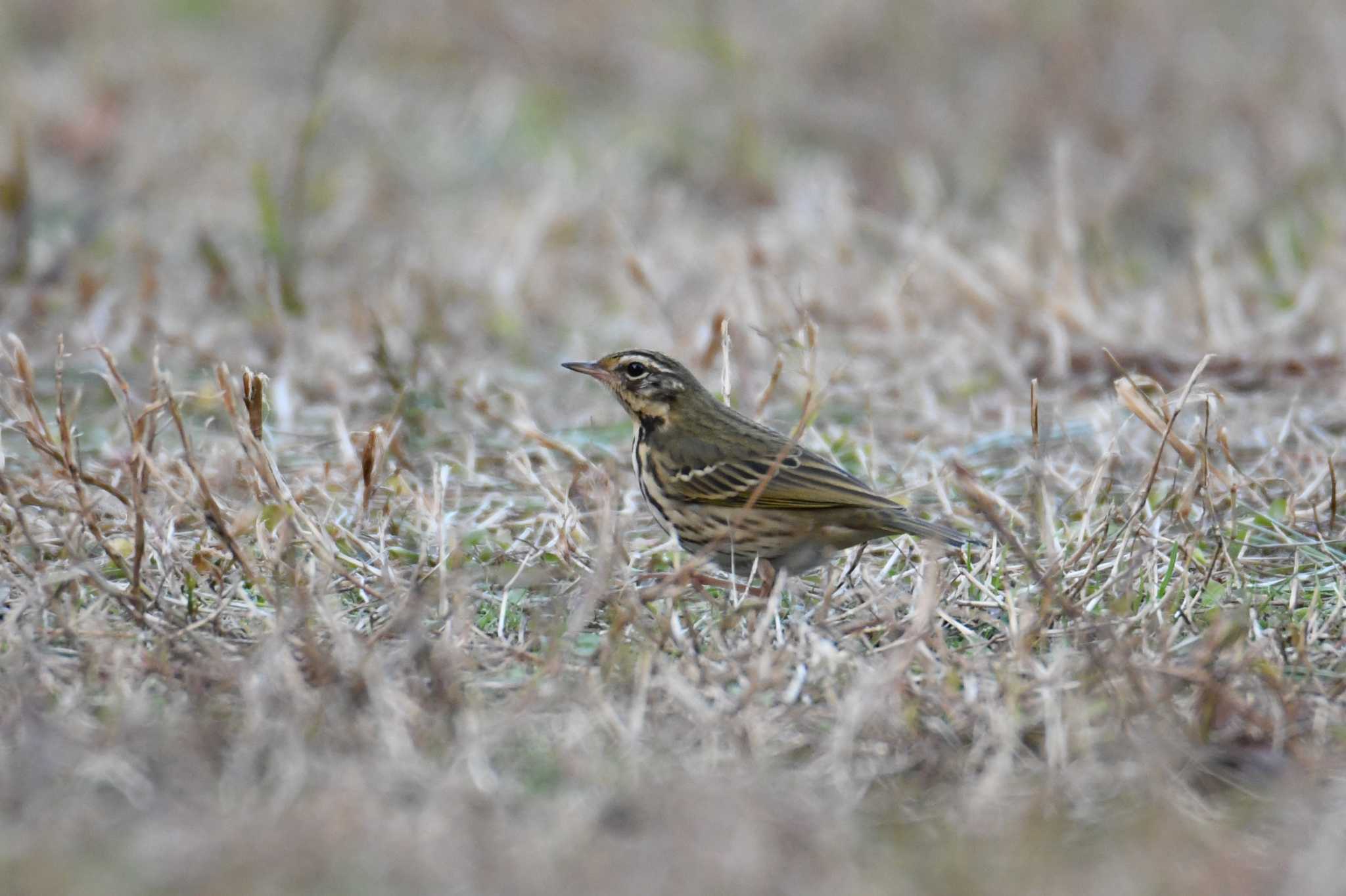 Olive-backed Pipit