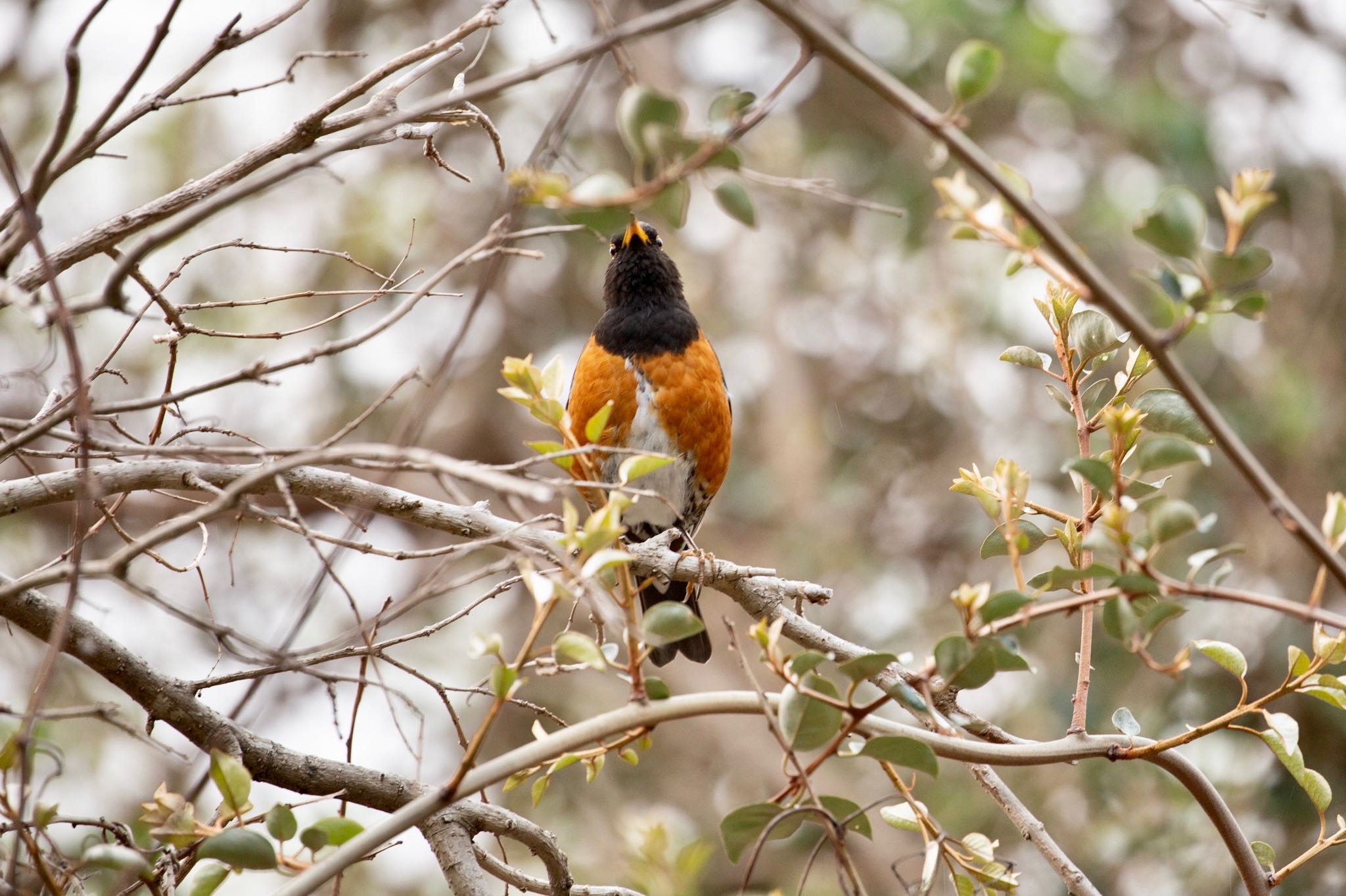 Photo of Izu Thrush at Hachijojima Island by Leaf