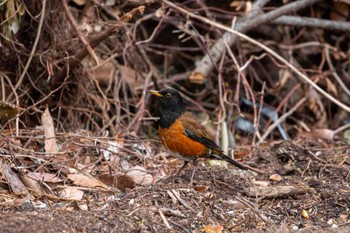 Izu Thrush Hachijojima Island Mon, 3/21/2022