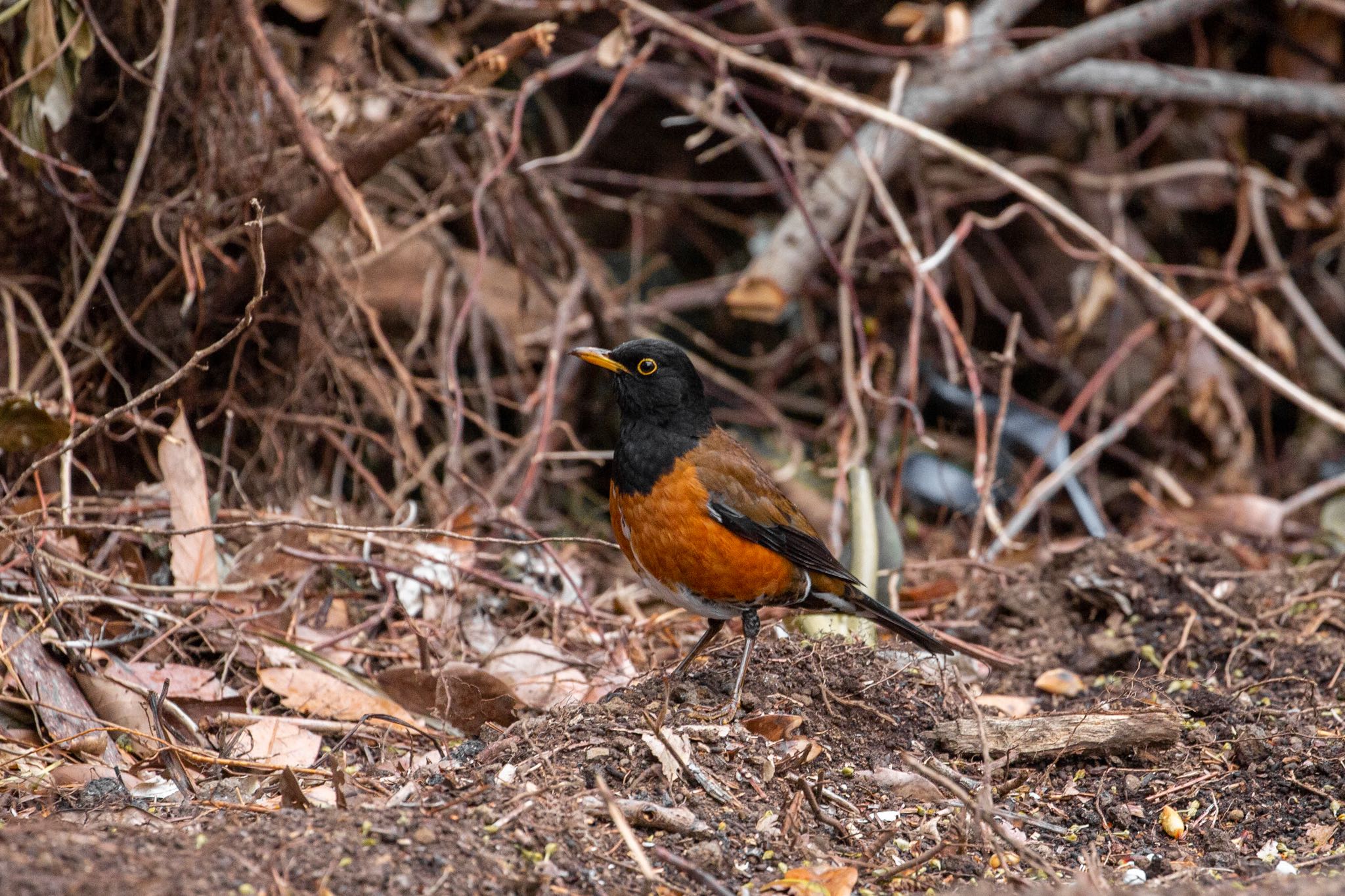 Photo of Izu Thrush at Hachijojima Island by Leaf