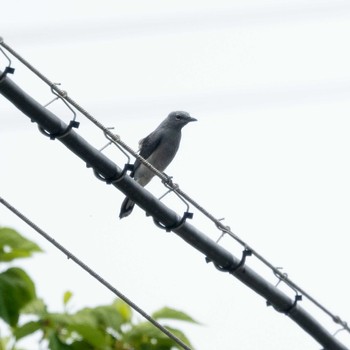 アサクラサンショウクイ 石垣島 2022年3月21日(月)