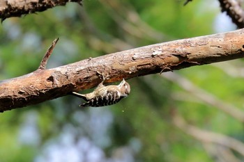 Japanese Pygmy Woodpecker(nigrescens) 沖縄県糸満市 Tue, 10/24/2017