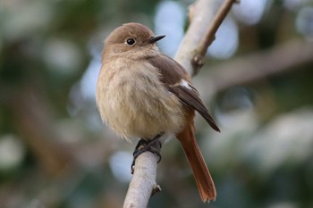 Daurian Redstart Kyoto Gyoen Sun, 3/20/2022