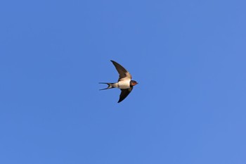 Barn Swallow 近所 Thu, 3/24/2022