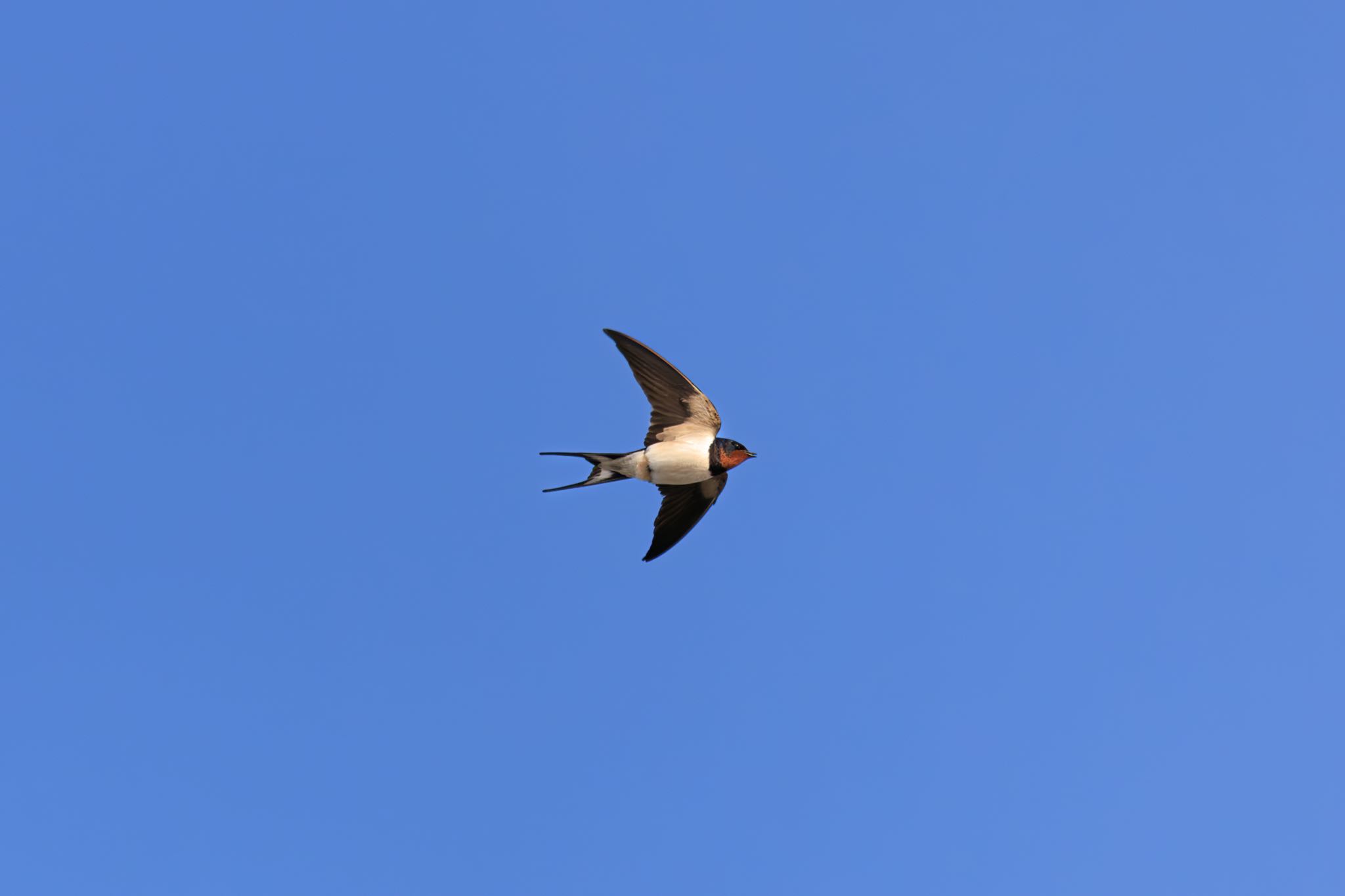 Photo of Barn Swallow at 近所 by アカウント5104