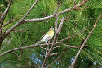 Eurasian Siskin 沖縄県糸満市 Thu, 10/26/2017