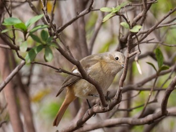 ジョウビタキ 洗足池(大田区) 2022年3月21日(月)