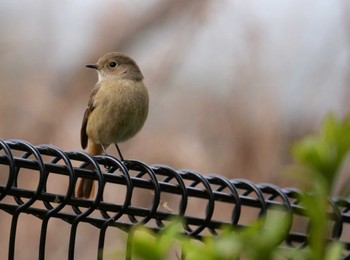 Daurian Redstart 洗足池(大田区) Mon, 3/21/2022