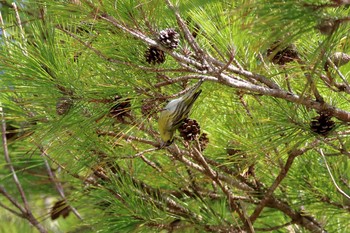 Eurasian Siskin 沖縄県糸満市 Thu, 10/26/2017