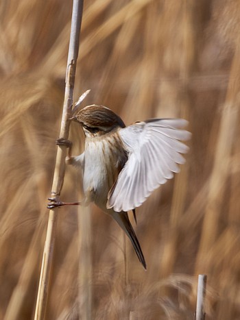 Mon, 3/21/2022 Birding report at 多摩川