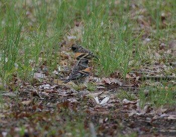 Brambling 東京都世田谷区 Mon, 3/21/2022