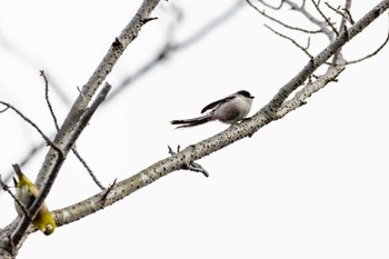 Long-tailed Tit 東平尾公園 Sun, 2/20/2022