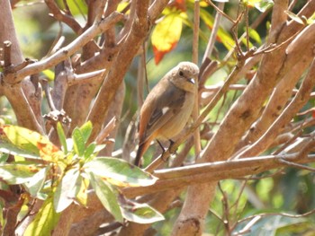 Daurian Redstart 実家 Thu, 3/24/2022