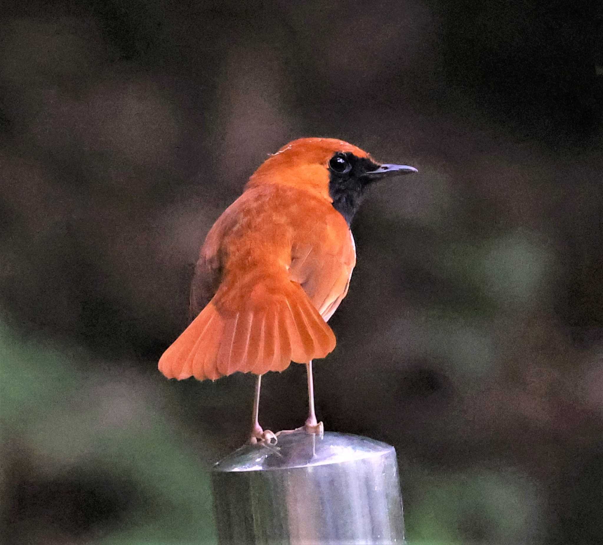 ホントウアカヒゲ by Hokkaido.univ